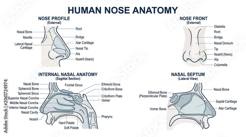 Foto Human Nose Anatomy Diagram: External Profile, Front View, Internal Sagittal Sect