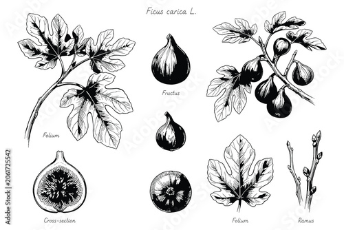 Botanical illustration of Ficus carica L fig tree showcasing detailed foliage, fruit anatomy, and cross-section views in black and white line art style