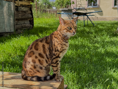 Portrait of bengal cat sitting on wooden board in the yard in summer, photo