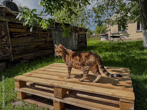 Portrait of bengal cat sitting on wooden board in the yard in summer, photo