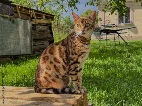 Portrait of bengal cat sitting on wooden board in the yard in summer, photo