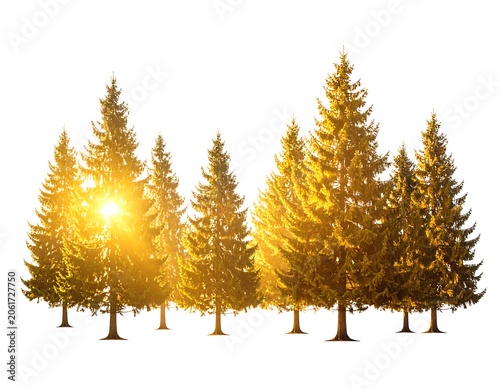 A serene forest scene with coniferous trees illuminated by warm sunlight