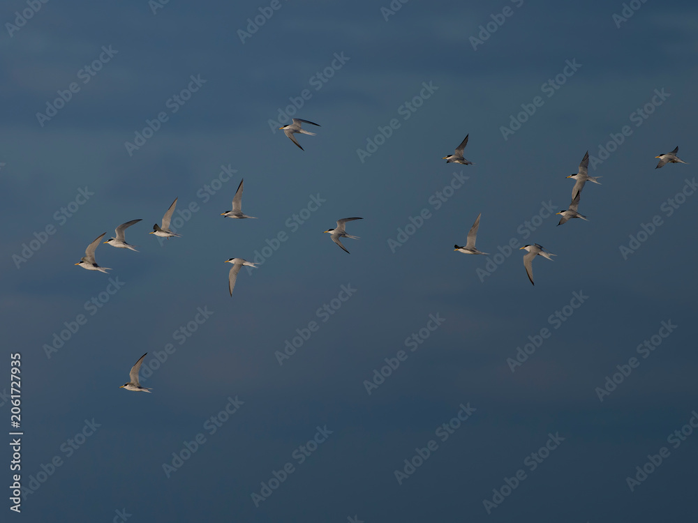 Fototapeta premium Little tern, Sternula albifrons