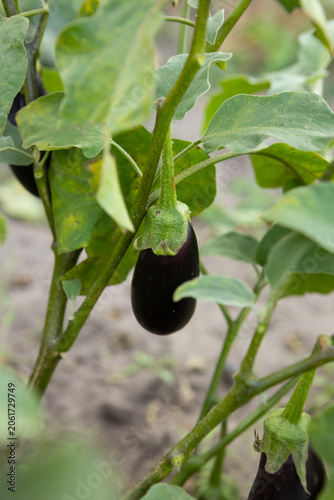 Small young eggplant on plant in garden