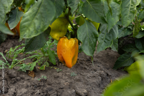 Yellow bell pepper on plant in organic vegetables garden