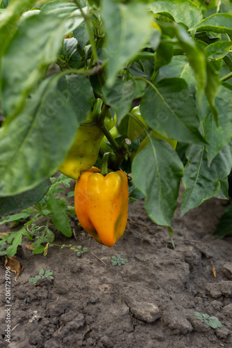 Yellow bell pepper on plant in organic vegetables garden harvest