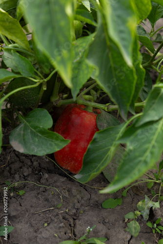 Red bell pepper on plant in organic vegetables garden harvest
