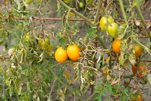 Tomato plant disease, late blight, and yield loss infection