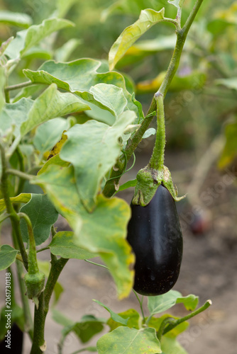 Growing eggplant in plantation