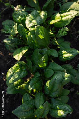 Spinach leaves in plantation on ground sunny light top view
