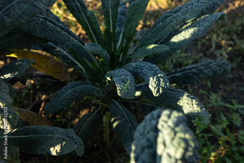 Kale leaves in plantation on ground sunny light