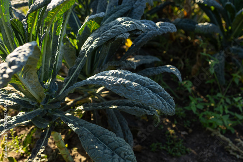 Organic Kale leaves in local plantation on ground sunny light