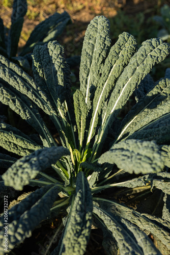 Kale leaves in local plantation on ground sunny light