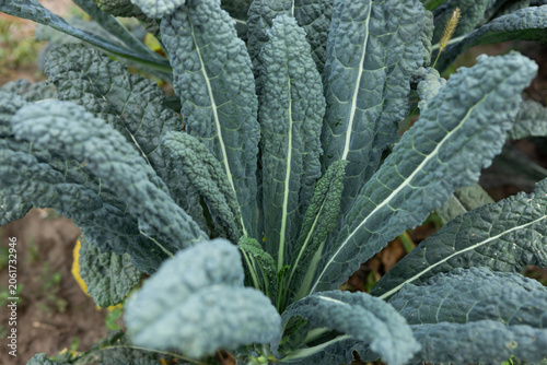 Growing kale leaves in plantation on ground