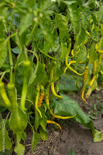 green hot pepper plants in vegetables garden 