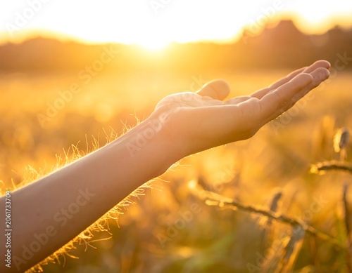 A serene close-up of an outstretched hand against a warm sunset backdrop in a golden wheat field