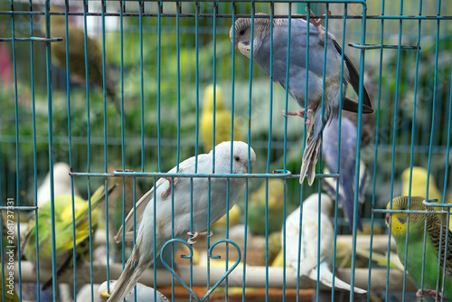 香港のバードガーデン（雀鳥花園）　籠の中の鳥