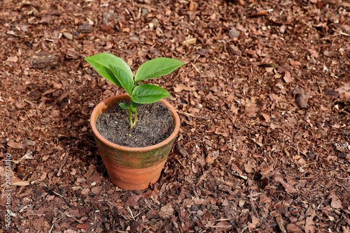 Young green plant in an earthenware pot on soil with wood chips.