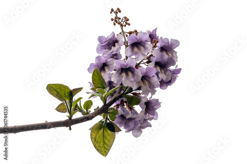 Isolated blooming branch of princess tree (Paulownia tomentosa)