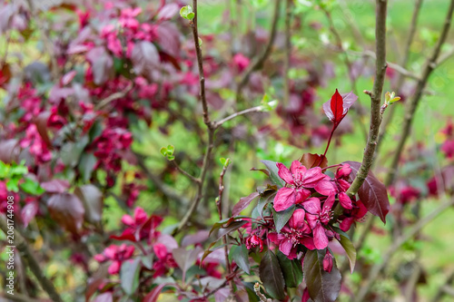 Close-up of an ornamental crabapple tree (likely the 'Royalty' cultivar) in mid-bloom