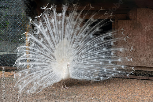 White male peacock bird with its plume feathers tail fully opened