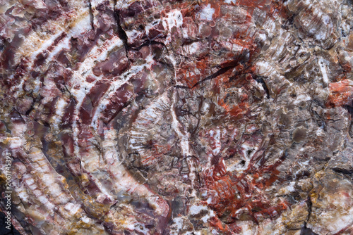 Full frame texture of prehistoric petrified wood surface, Petrified Forest National Park, Arizona