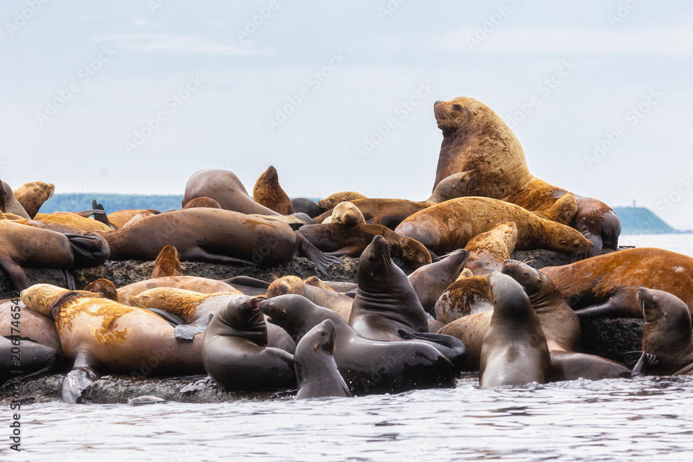 Fototapeta premium Steller sea lion's rookery. Nevelsk, Sahalinskaya Oblast, Russia
