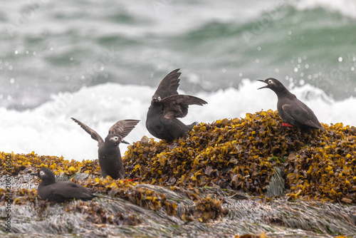 Photography Spectacular guillemot or sooty guillemot (Cepphus carbo) bird perched on the oce