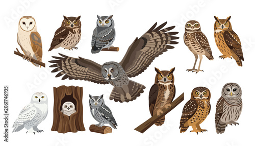 Cuadro en lienzo Owl species ornithology wildlife vector collection
