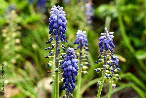 Blue, blooming grape hyacinth flower in a meadow in spring