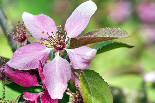 Details of blooming fruit trees in an orchard in spring