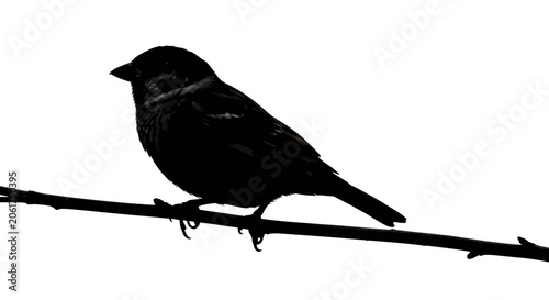 Photos Silhouette of a small bird perched on a branch
