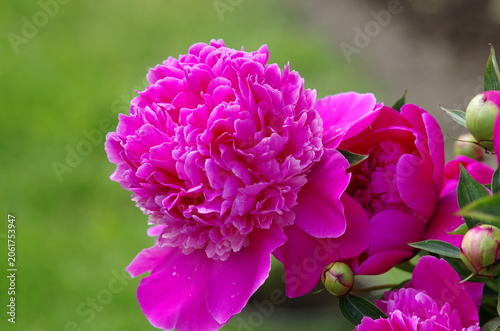 pink and purple flower
