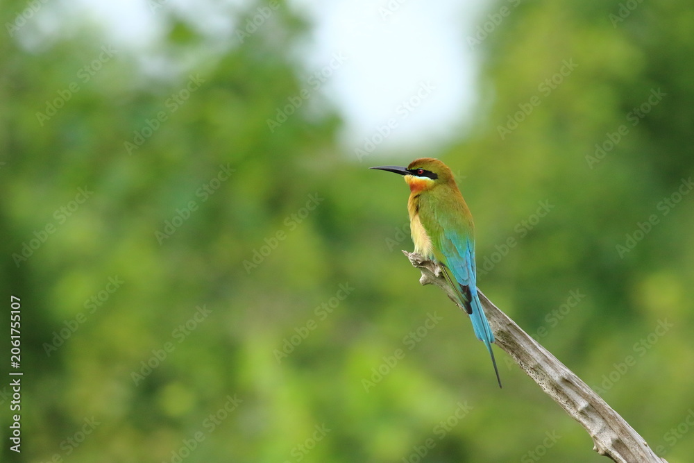 Fototapeta premium A streak of emerald and blue in flight. 💙🐦 The Blue-tailed Bee-eater brings color and elegance to the wild