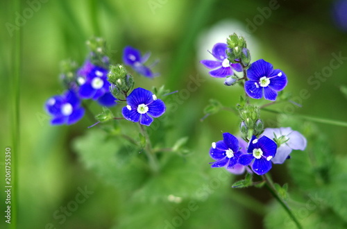 blue flowers on green background