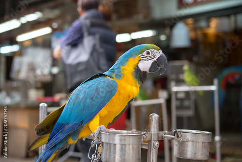 香港　バードガーデン（雀鳥花園）のオウム