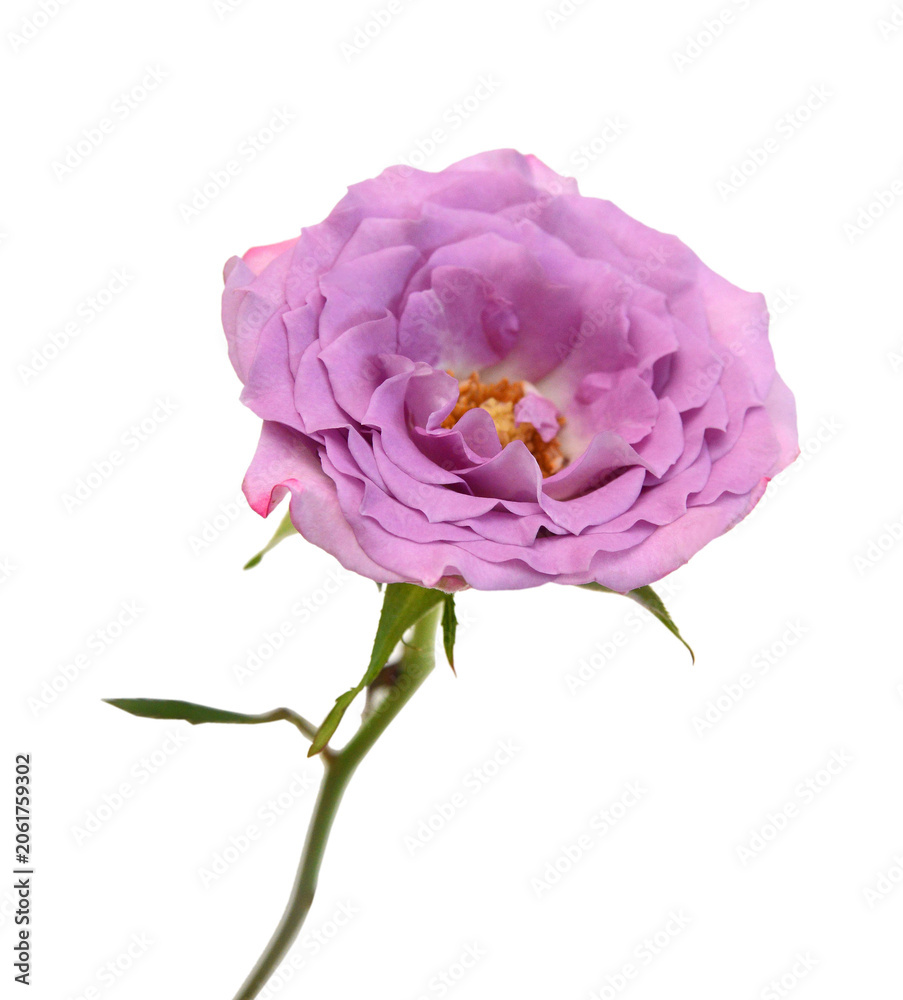 Fototapeta premium Bunch of rosy roses isolated on white 