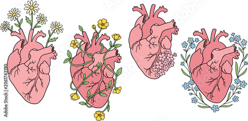 Anatomical heart vector set with blooming wild flowers, daisy, yellow buttercup vines, and forget me not floral wreath isolated on white background.