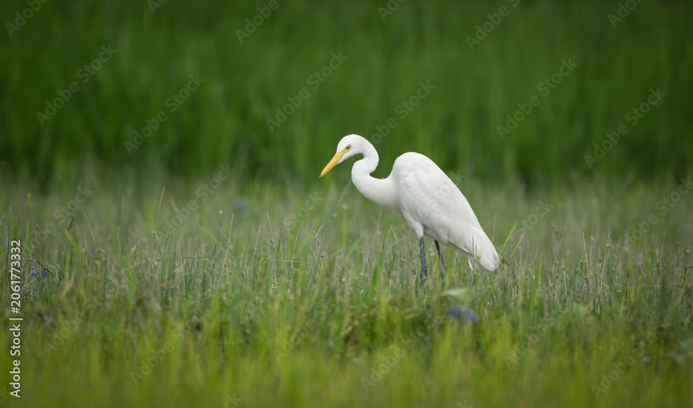 Obraz premium Great Egret (Ardea alba) standing in a green field.