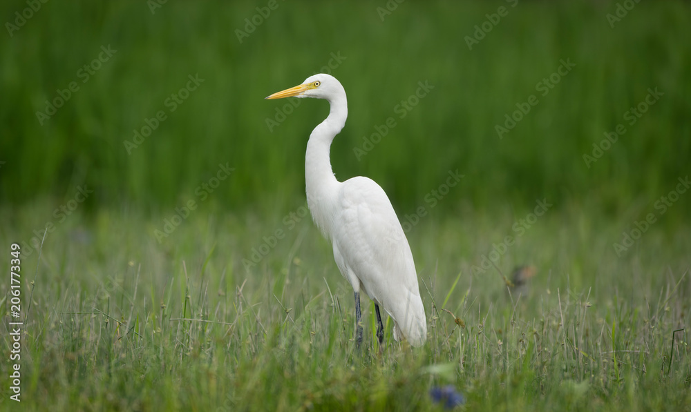 Obraz premium Great Egret (Ardea alba) standing alertly in a green field.