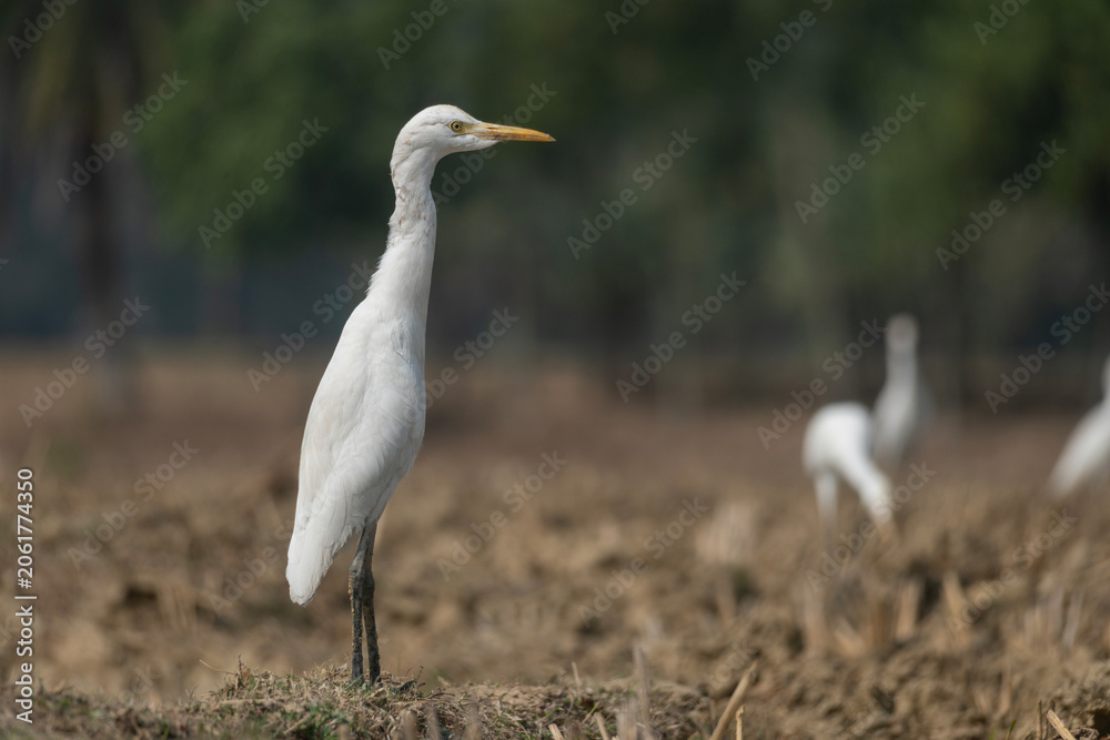 Fototapeta premium Cattle Egret (Bubulcus ibis) standing in a harvested paddy field.