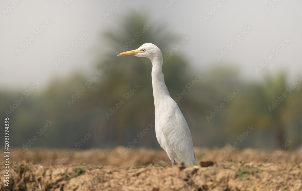 Obraz premium Cattle Egret (Bubulcus ibis) standing in a harvested paddy field.