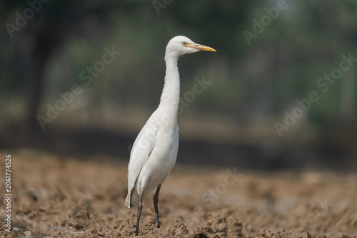 Valokuva Cattle Egret (Bubulcus ibis) standing in a harvested paddy field.