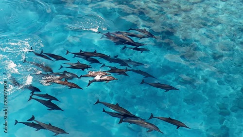 Spinner Dolphins Surfacing in Clear Blue Water