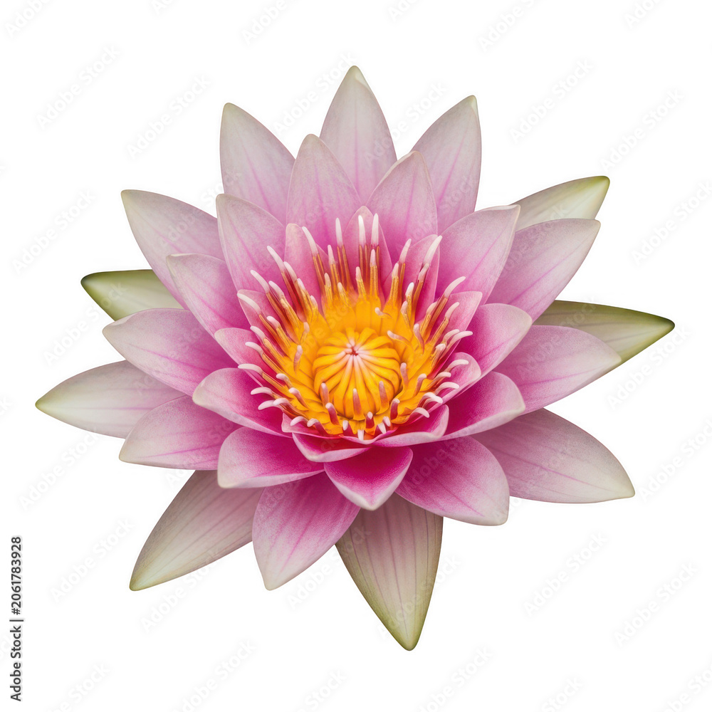 Obraz premium Pink lotus flower isolated on white background, blooming water lily with yellow center, tropical aquatic plant for spa and wellness design