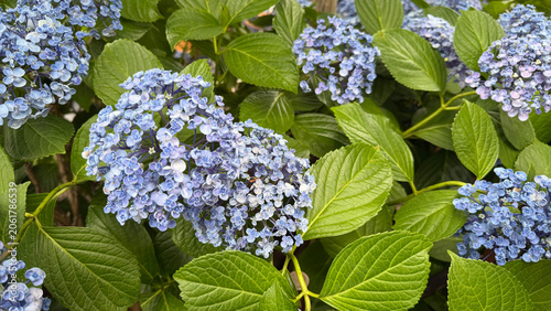 紫陽花の花が咲く初夏の自然背景、梅雨や季節感を感じる華やかなフラワー素材