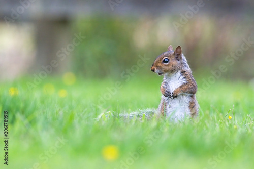 Tableau sur toile A beautiful grey squirrel in lush green grass