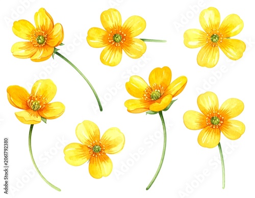 A set of vibrant yellow flowers with green stems on white background