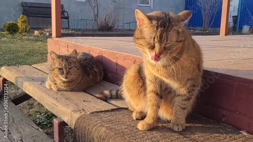 Two cats sit on the porch of the house and bask in the sun on a spring day