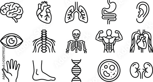 Silhouette of human body parts on isolated on transparent background